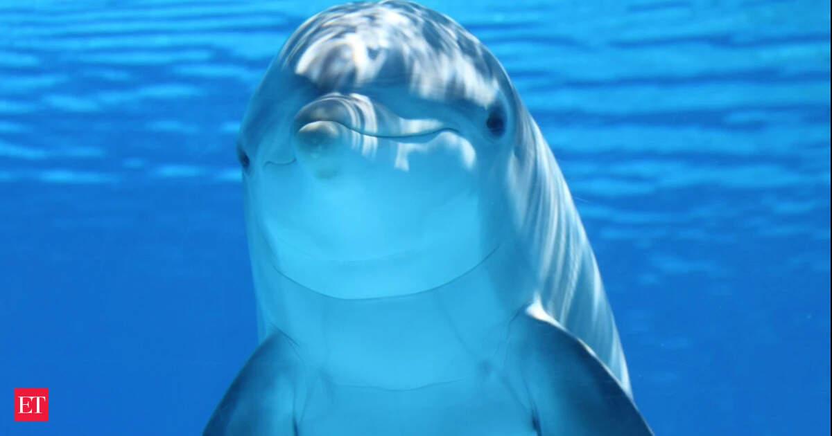 Since 2017, a dolphin called Bubbles has been seen near Lady Elliot Island; from 2021 to 2025, researchers documented him chasing fish until they regurgitated food