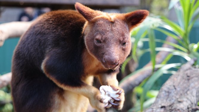 Perth Zoo Australian Fauna Keeper Bronte Winterbottom said the marsupial was settling in well. 