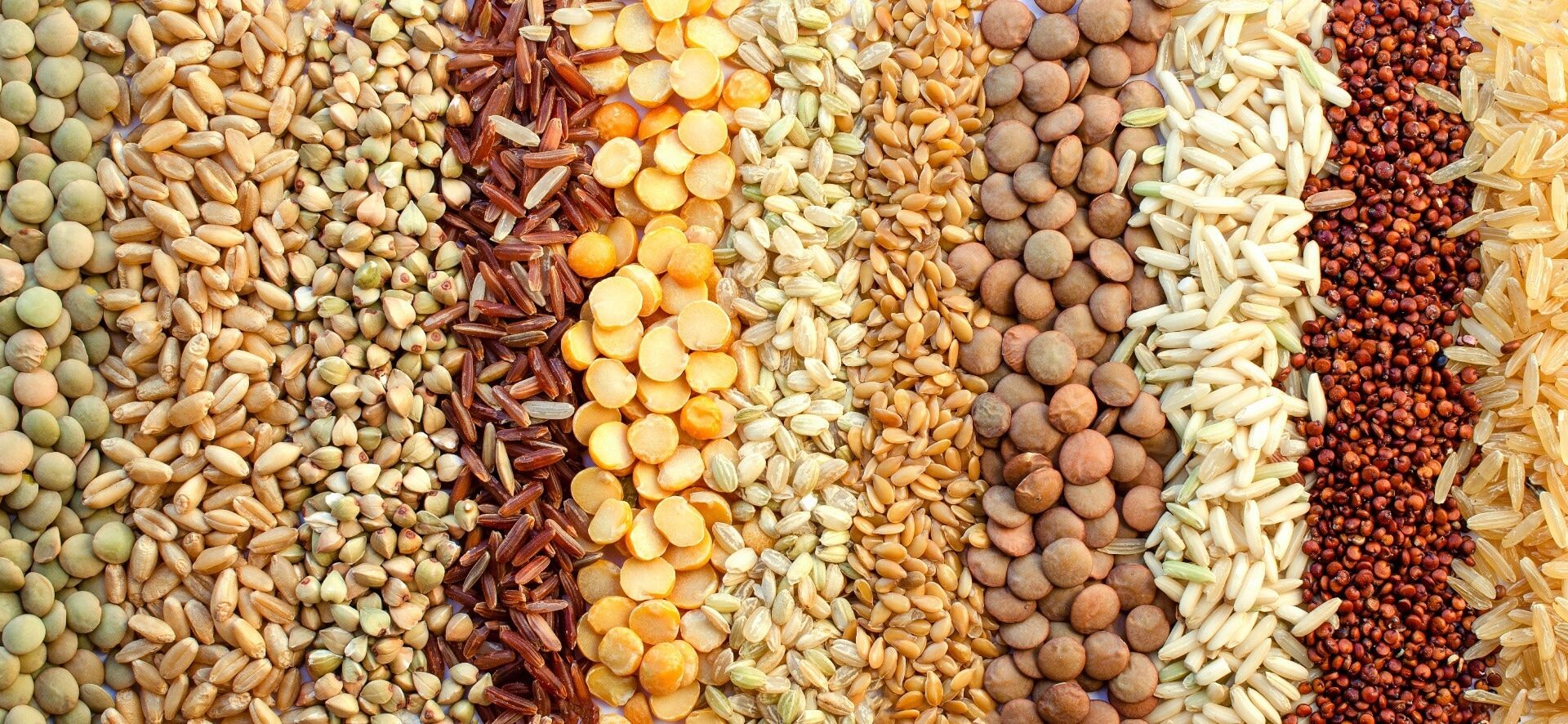 Childhood plant-based diet quality and cardiometabolic health, metabolite profiles, and dietary costs: A population-based cohort study. Image Credit: Nopparat Promtha / Shutterstock