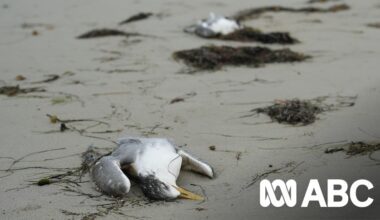 Bonorong Wildlife Sanctuary under strain as vets stop taking in wild birds