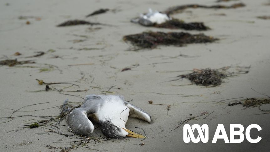 Bonorong Wildlife Sanctuary under strain as vets stop taking in wild birds