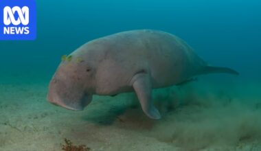 Researchers cautiously optimistic about dugong population growth in Hervey Bay