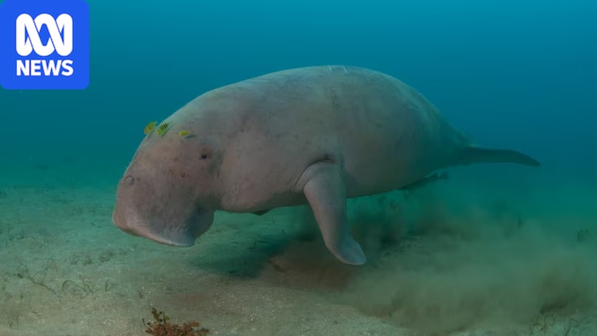 Researchers cautiously optimistic about dugong population growth in Hervey Bay