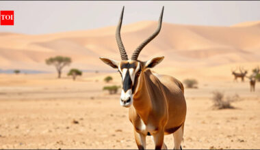 Scimitar-horned oryx was declared extinct in the wild in 2000; 10 years after its return to Chad, more than 600 now roam free |