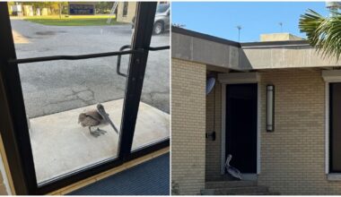 Florida Scientists Hear Knocking On Lab Door And Find A Pelican Looking For Help