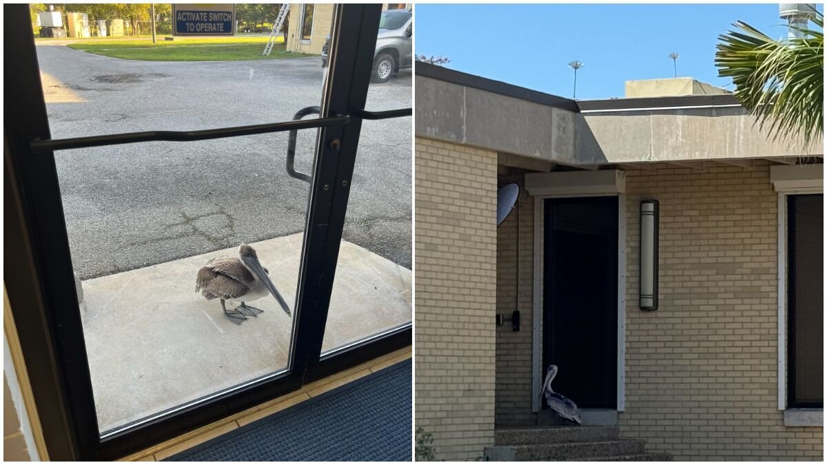 Florida Scientists Hear Knocking On Lab Door And Find A Pelican Looking For Help