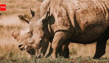 F1 champion Jenson Button joined a 500-signatory campaign against animal trophy hunting which claims the lives of lions, elephants and endangered rhinos every year |