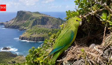 After cats and rats were wiped out on Raoul Island, a parakeet missing for generations returned; researchers found its first nests there since 1836 | World News