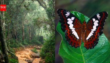 In 2012, scientist Julian Bayliss spotted an untouched rainforest inside Mozambique's Mount Lico on satellite images; in 2018, a team climbed a 125-metre cliff and confirmed a new butterfly species