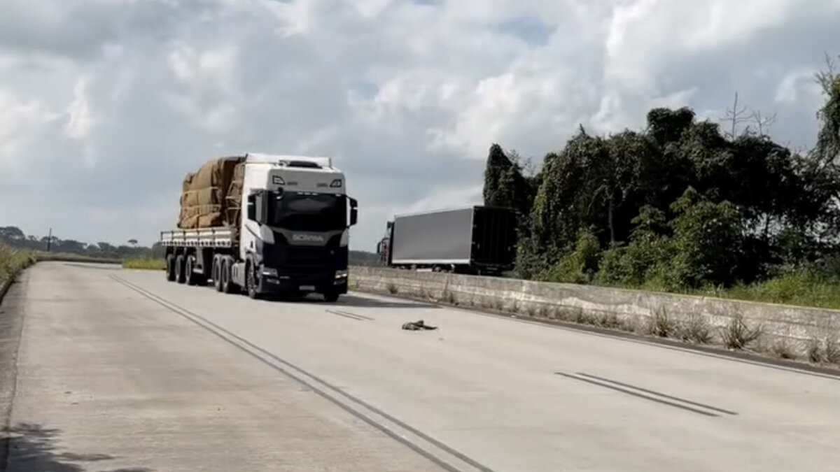 Biologist Sees Truck Narrowly Miss Wild Animal In Road — Then Rushes To Help