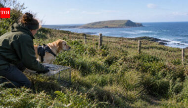 In 2021, Northern Ireland used drones, 110 cameras and a Labrador to catch 100 ferrets; corncrakes bred again and a Manx shearwater returned after 40 years