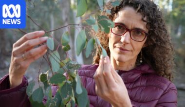 Australian scientists develop world-first satellite technology to measure eucalypt flammability