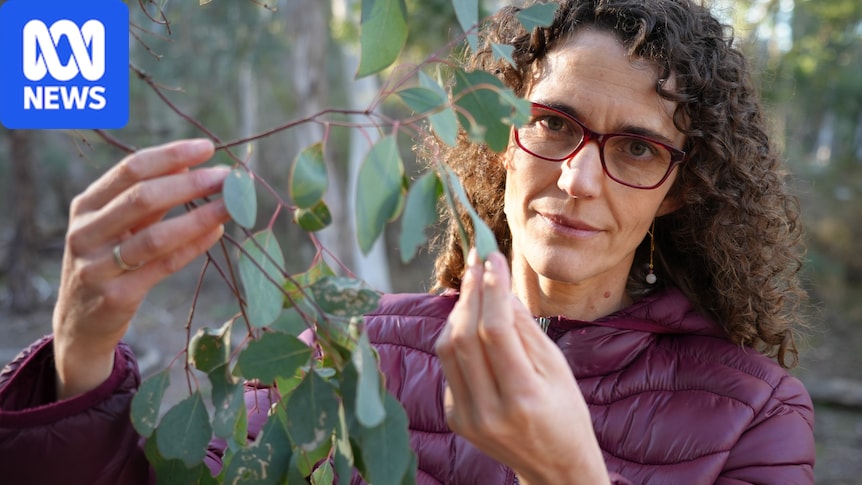 Australian scientists develop world-first satellite technology to measure eucalypt flammability