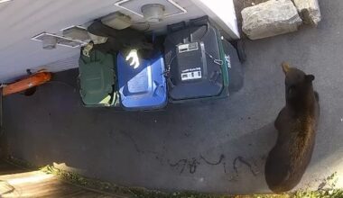 Squamish man uses motion-activated zombie to scare bears away from garbage