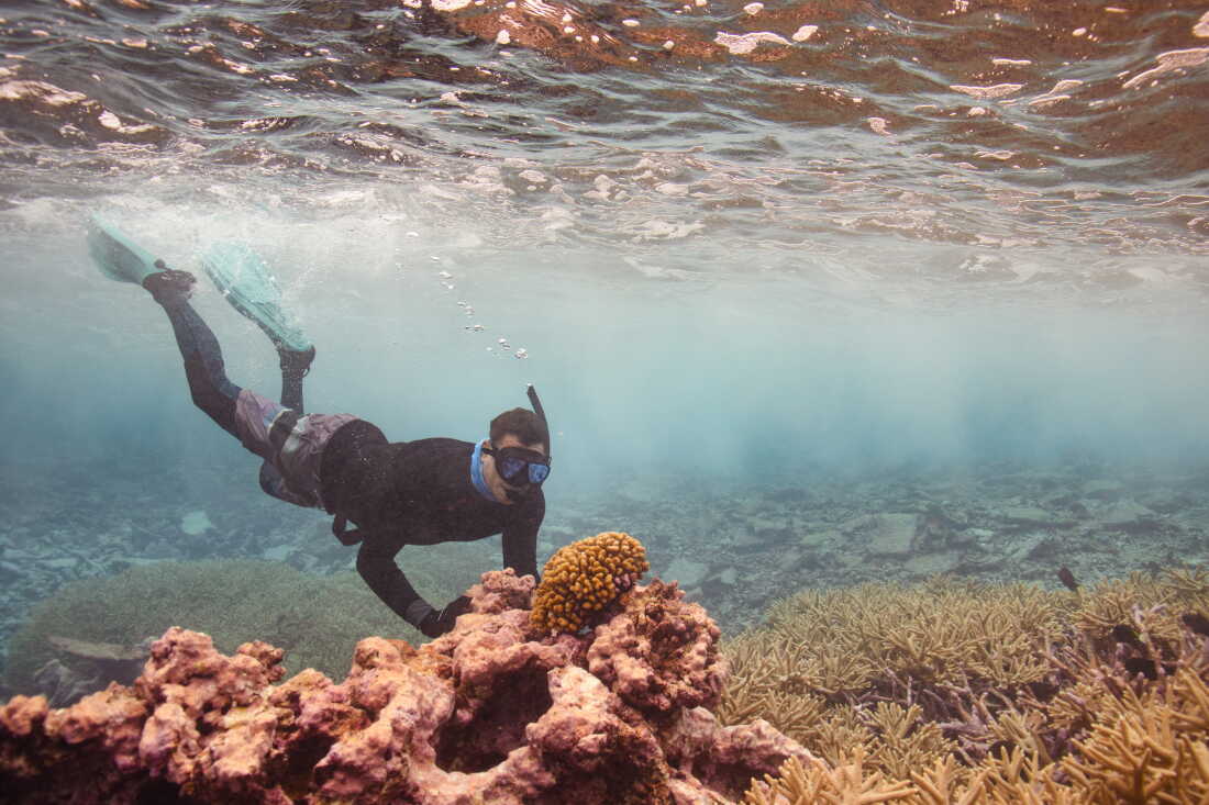 At one of the most pristine reefs in the world, located in the remote Pacific Ocean, scientists are learning how to help reefs recover from damaged caused by heat.