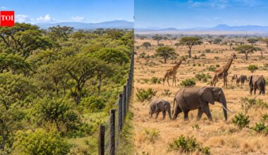 Scientists kept large herbivores out of a Kenyan savanna for 18 years; after elephants and giraffes returned, tree cover fell to earlier levels |