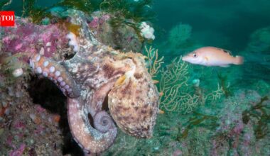Hotter seas, vanishing kelp, booming octopus: How Europe's marine life is changing
