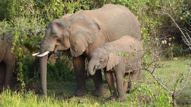 Elephants may use medicinal plants to treat themselves and their babies