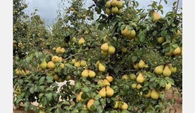 Portuguese pear season starts early with good size and sugar levels