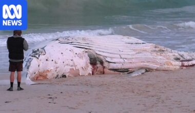 Whale carcass at City Beach sparks shark tagging, removal mission
