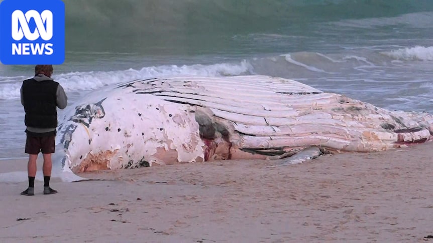 Whale carcass at City Beach sparks shark tagging, removal mission