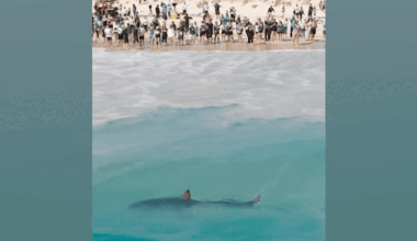 Big shark caught on drum line as expert warns whale scent could draw predators to City Beach for weeks
