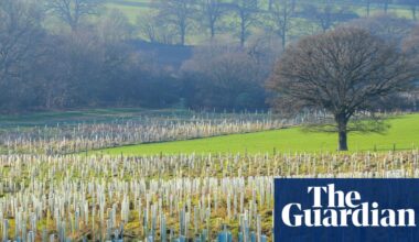 Half a million trees to be planted in England in three years, says government | Trees and forests