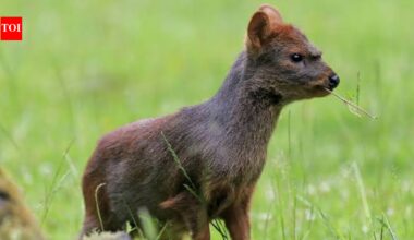 Meet the world's smallest deer: The tiny ‘Pudu’ is barely four apples tall, weighs only a few kilograms and lives in South America's forests