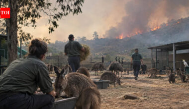 In 2020, five workers remained at a South Australian wildlife park as bushfires approached, choosing to defend the 700 animals in their care | World News