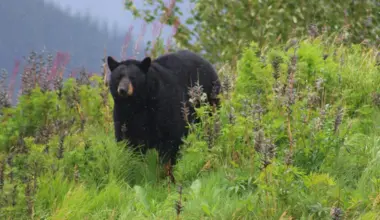 Black bears are now the healthiest of the world’s eight bear species, with between 17,000 and 20,000 in Colorado alone, according to state authorities.