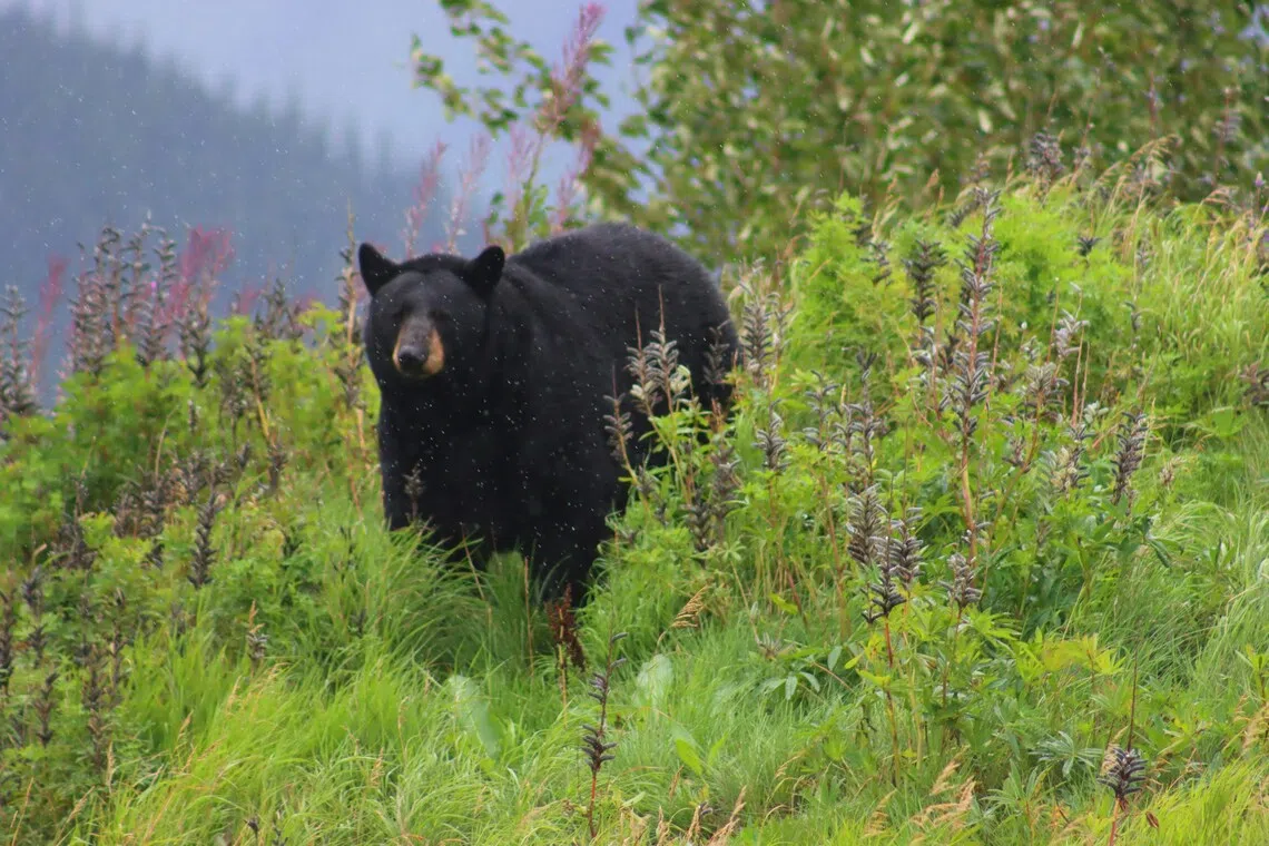 Black bears are now the healthiest of the world’s eight bear species, with between 17,000 and 20,000 in Colorado alone, according to state authorities.