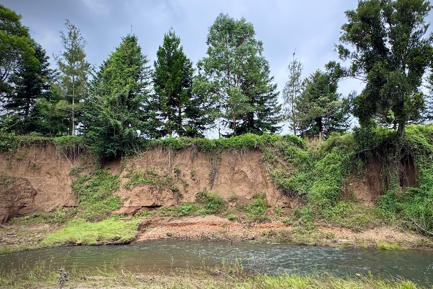 A cliff in a sandy creek bank with trees growing at the top of it.