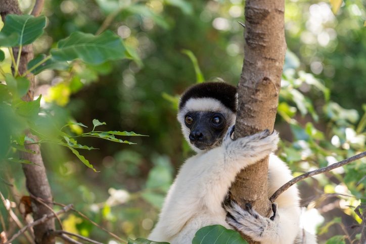 Rainforest animal Verreaux’s sifakas