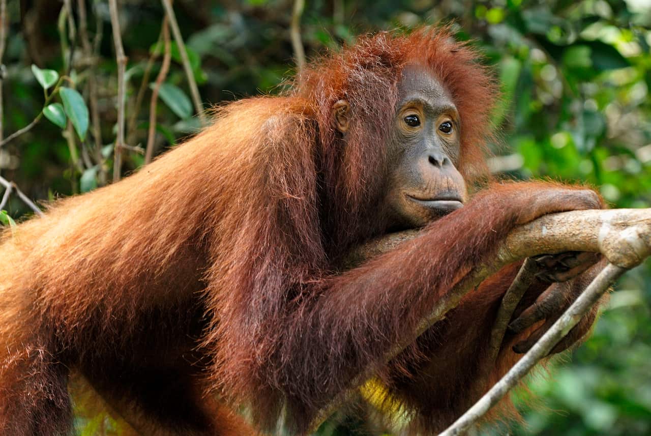 Borneo Orangutan 