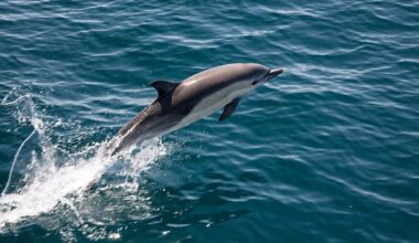 Bird Flu Kills First Dolphin in Australia, Raising Fears for Its Wildlife