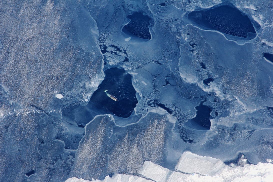 A female narwhal surfaces in an open area surrounded by sea ice in western Greenland in 2012. Narwhals are deep diving creatures that travel to places in the Arctic which can be too challenging or expensive for scientists to reach.