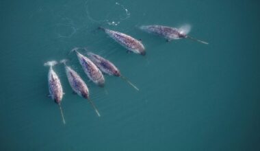 ‘Unicorns of the sea’ help scientists spot danger in the Arctic