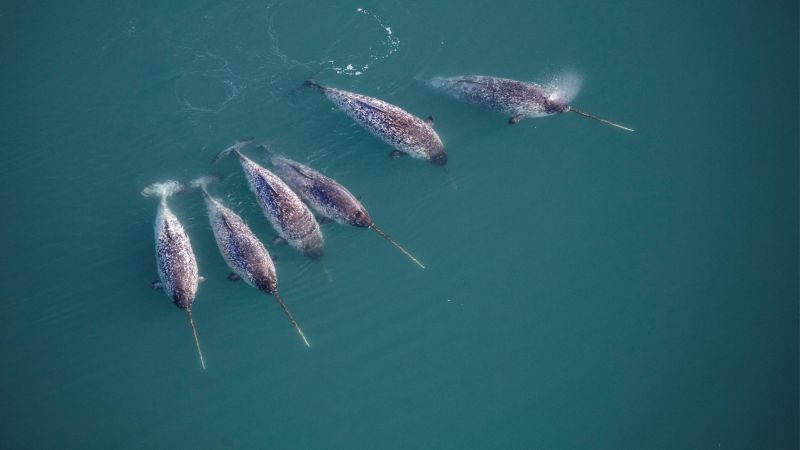 ‘Unicorns of the sea’ help scientists spot danger in the Arctic