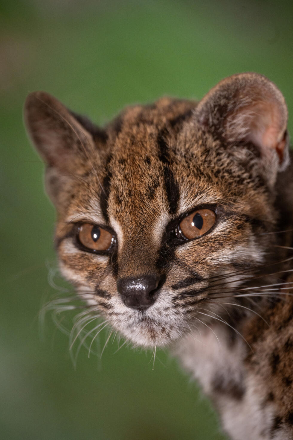 Close-up of Leopardus tilcayo cat, the only known individual of the newly identified species living in protective captivity, identified through research led by National Geographic Explorer Paola Nogal