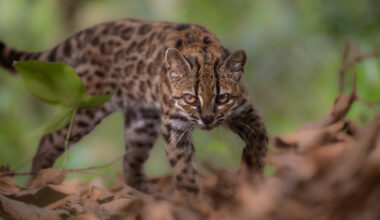 Scientists discover first new wild cat in more than 100 years