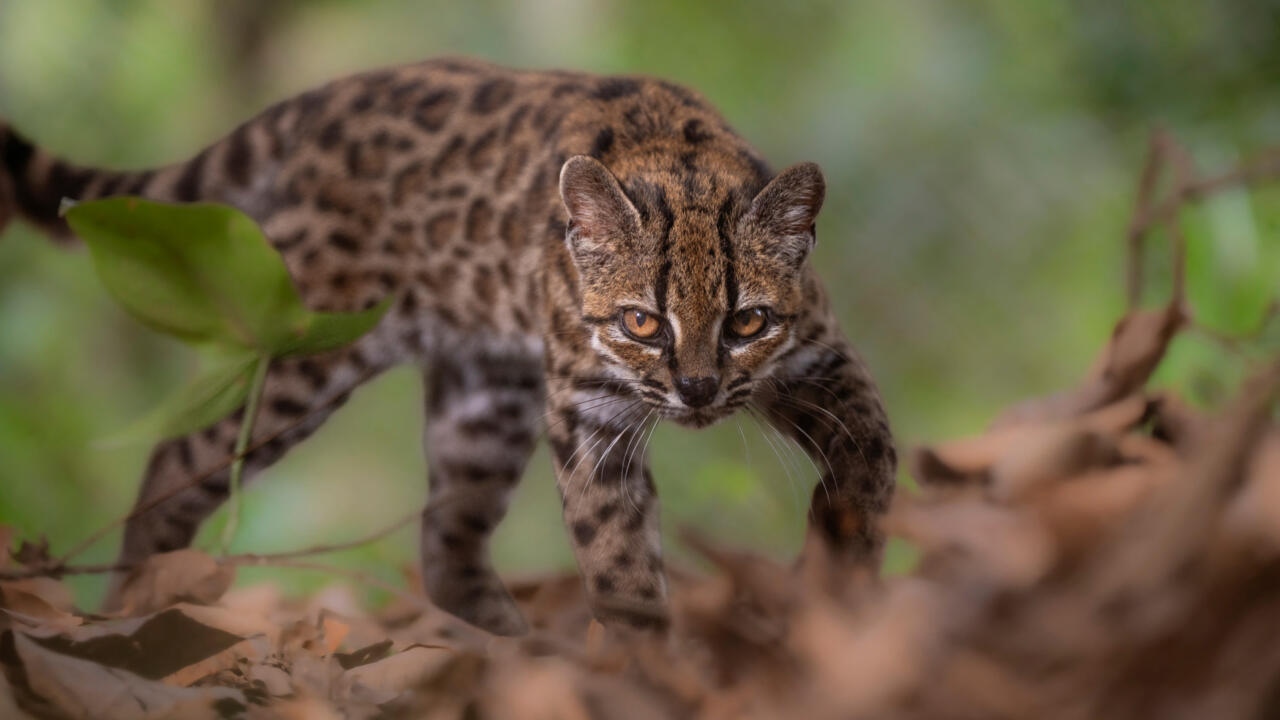 Scientists discover first new wild cat in more than 100 years
