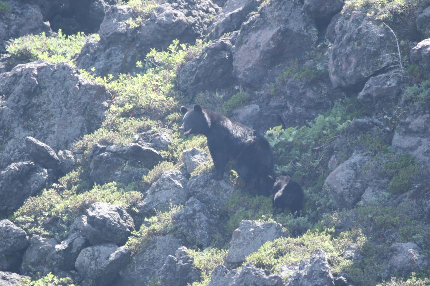 A family of Asiatic black bears roaming freely