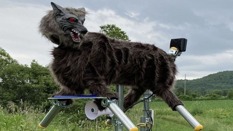 Japan is using AI, drones and wolf robots to keep bears at bay