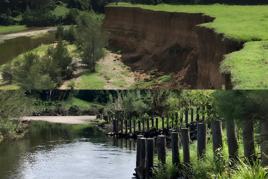 A badly eroded riverbank with an improved riverbank with vegetation and piles below it.