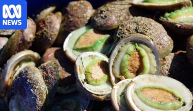 Augusta's pioneering abalone ranch winding down amid mounting losses