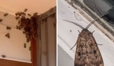 Endangered bogong moths invade Sydney homes in rare migration