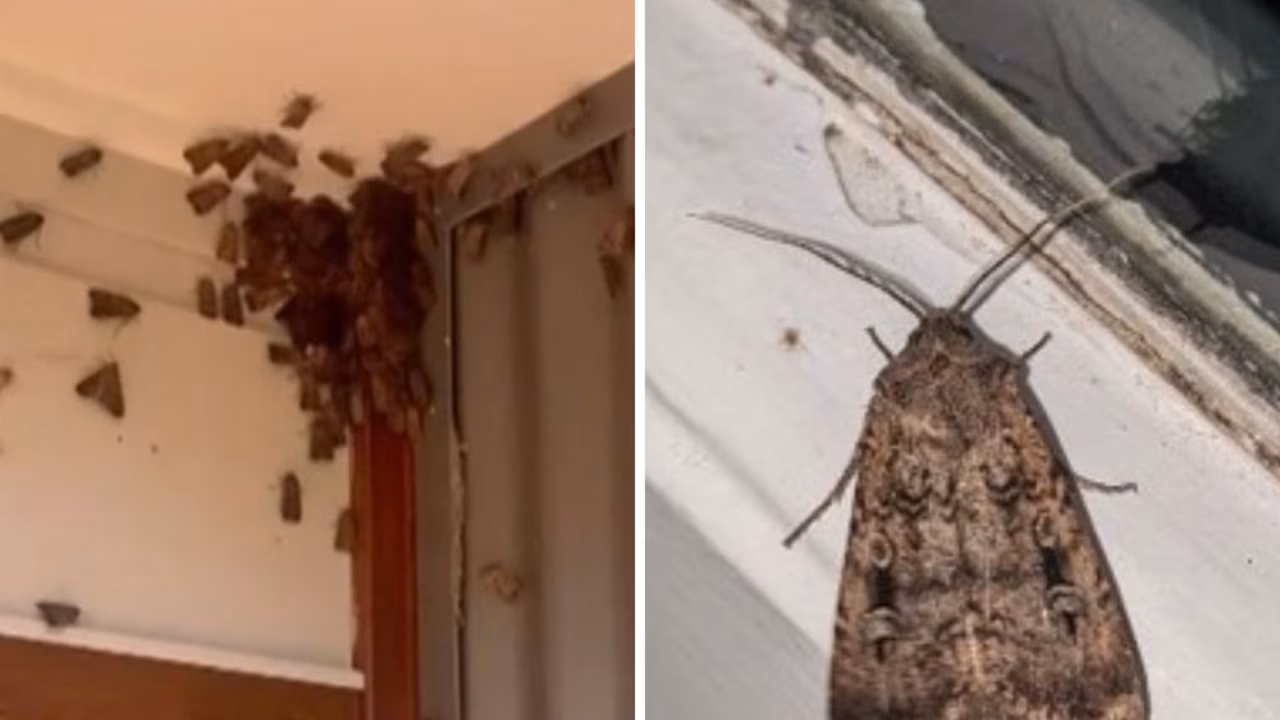 Endangered bogong moths invade Sydney homes in rare migration