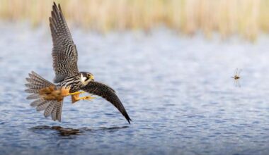 Norfolk Wildlife Trust reveals winning wildlife photographs