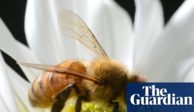 More than 800,000 bees stolen across far north Queensland in ‘sophisticated’ operation | Queensland