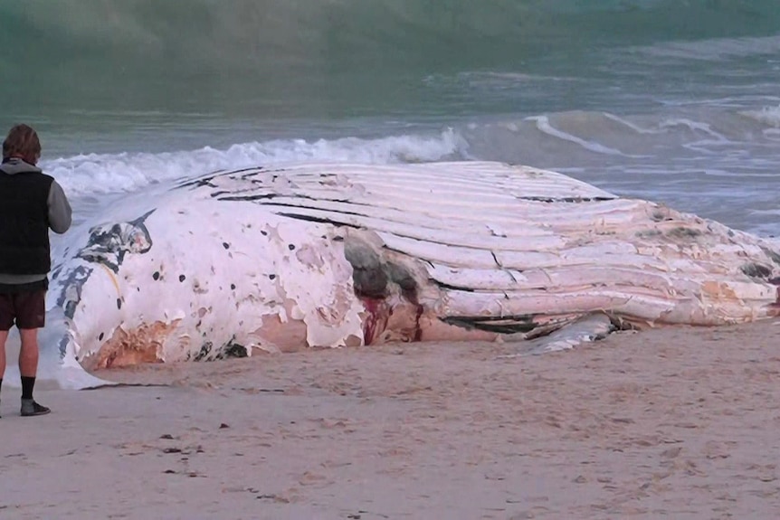 A large decomposing whale carcass laying on a beach with a man standing off to the left and the water in the background.